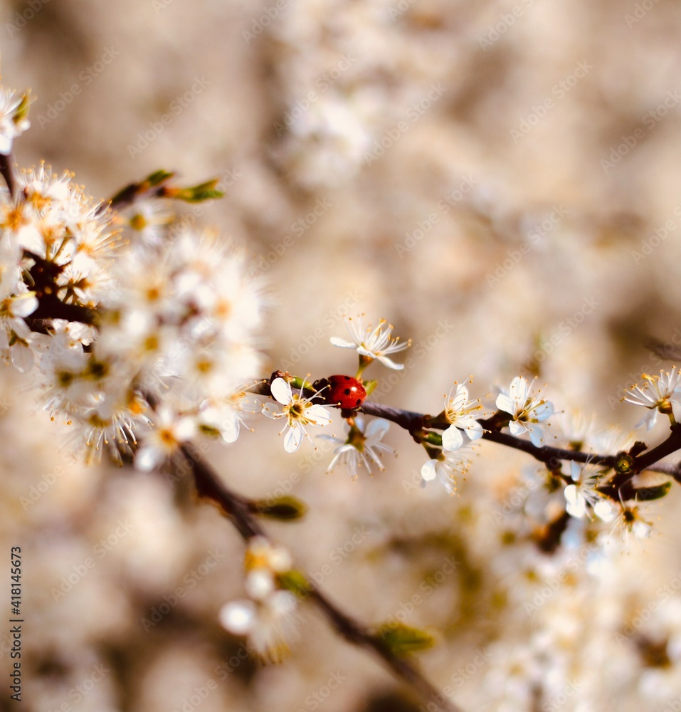 bee on a flower
