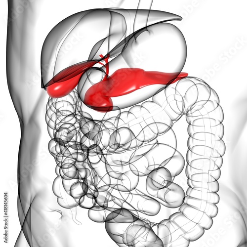 pancreas Human Digestive System Anatomy For Medical Concept 3D