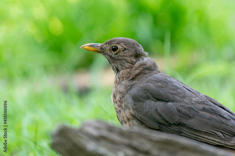 Close-up of female blackbird head half behind a dead stump in the forest. Female blackbird, Turdus merula. Detailed bird Close-up of female blackbird head half behind a dead stump in the forest. Female blackbird, Turdus merula. Detailed bird