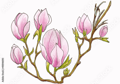 Isolated watercolor drawing of branches with magnolia flowers in light pink color on white background
