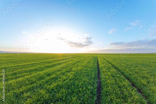 Young Wheat Seedlings growing in a Field photo