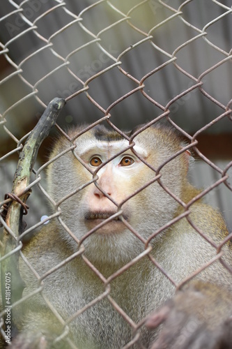Caged Monkey  © Jacob