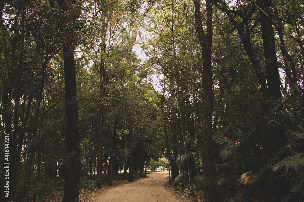 Obraz premium path in the woods