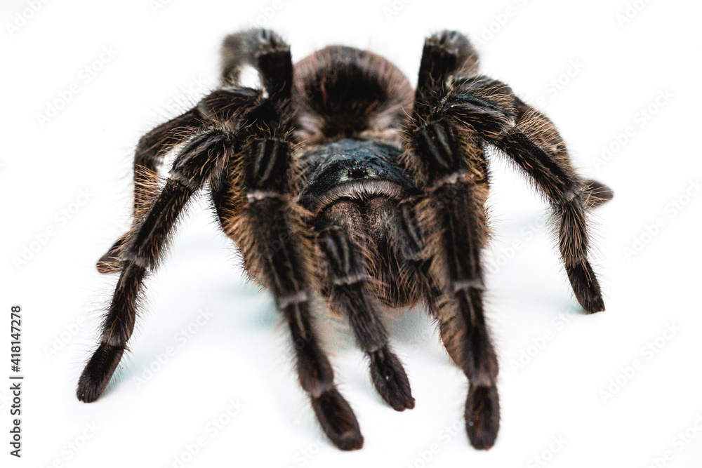 black tarantula spider, large arthropod on white isolated background black tarantula spider, large arthropod on white isolated background