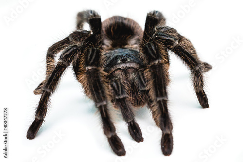 black tarantula spider, large arthropod on white isolated background
