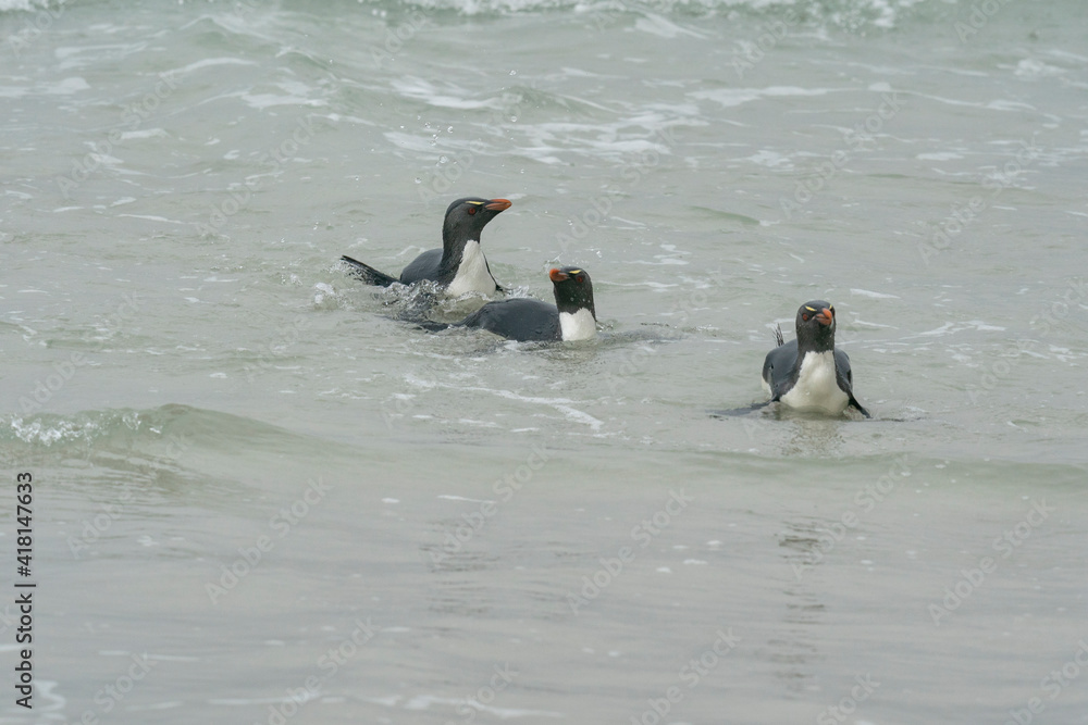 Fototapeta premium The Rockhopper penguin (Eudyptes chrysocome)