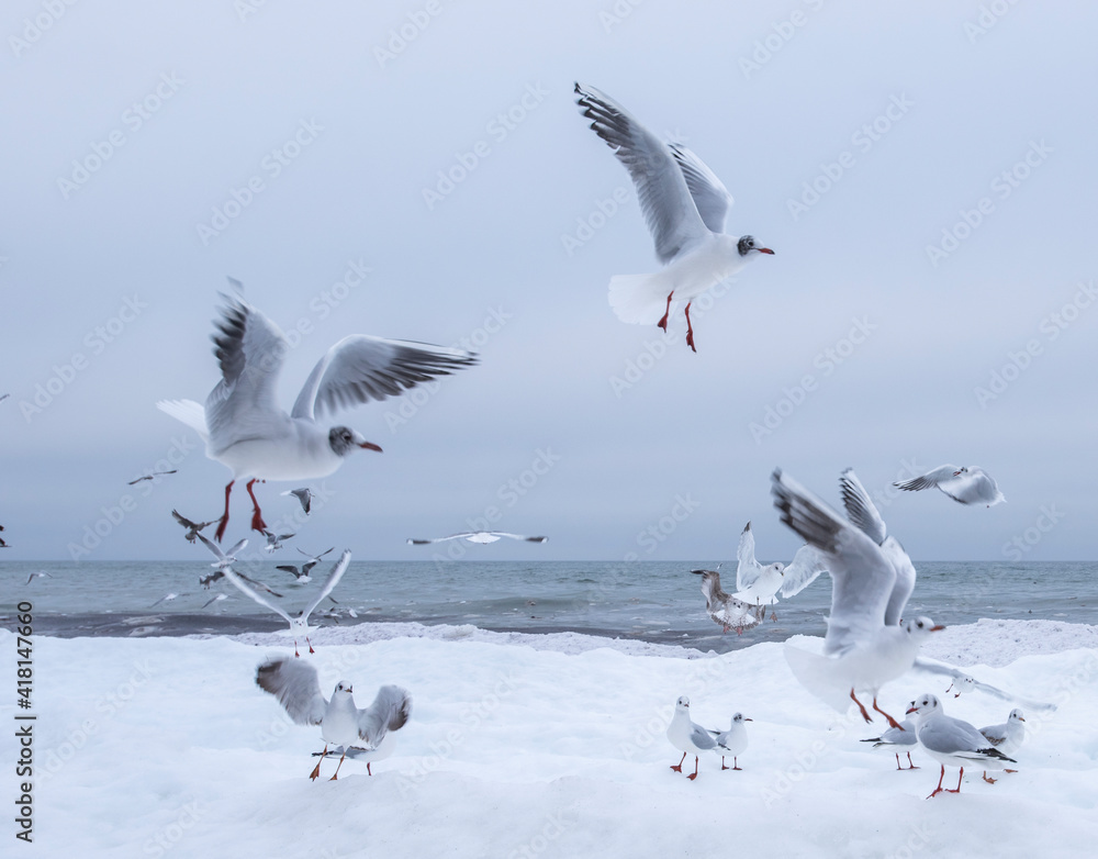 Many gulls fly over the sea. Baltic snow Sea. Many gulls fly over the sea. Baltic snow Sea.