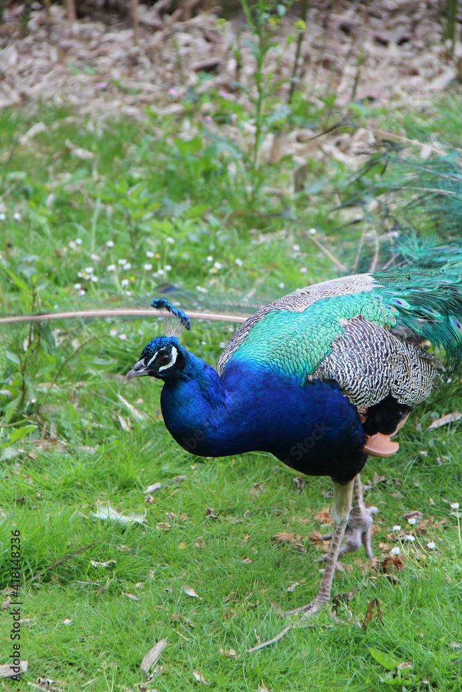 Fototapeta premium peacock in a zoo in france