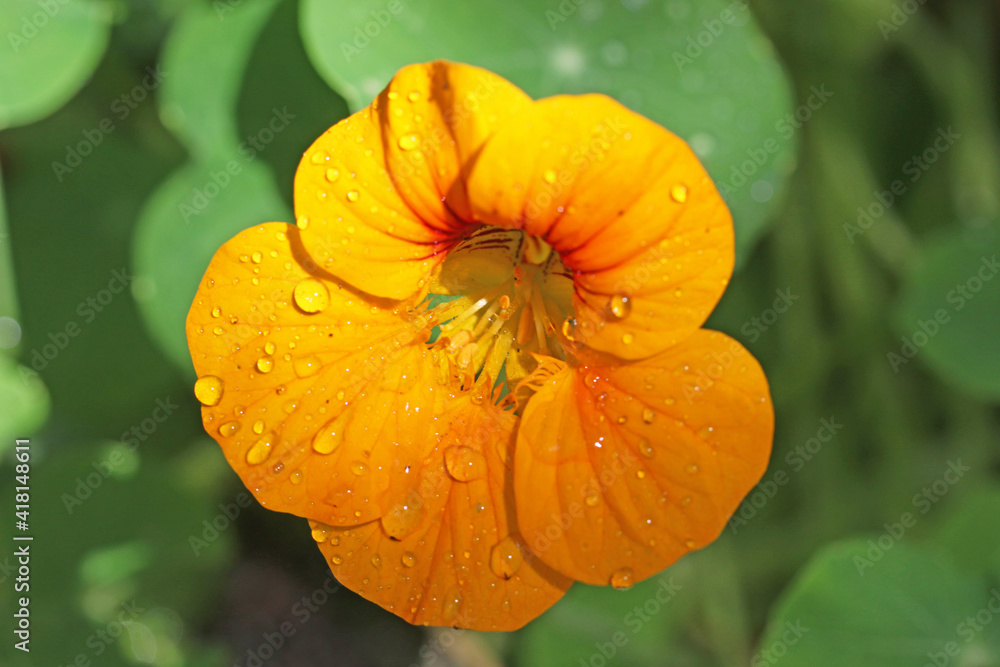 Drops on a nasturtium flower after rain Drops on a nasturtium flower after rain