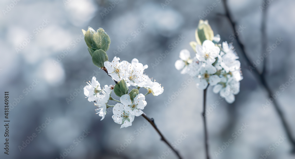 Brunch of blossoming spring tree Brunch of blossoming spring tree