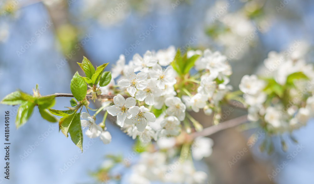 Brunch of blossoming spring tree