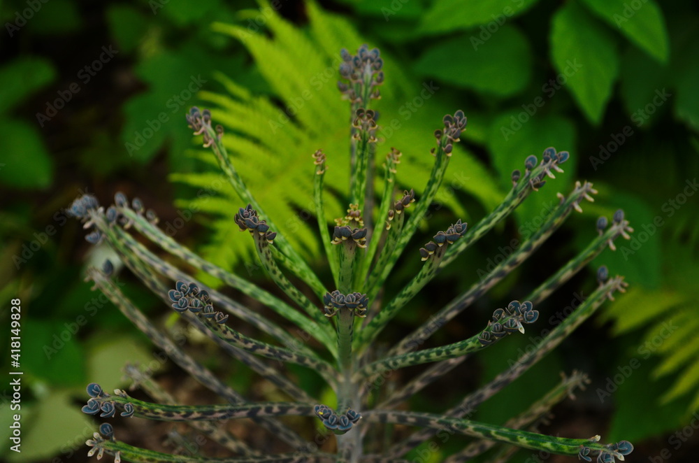 Small plantlets on the fringes of leaves of a mother of millions (Kalanchoe delagoensis) plant. Small plantlets on the fringes of leaves of a mother of millions (Kalanchoe delagoensis) plant.