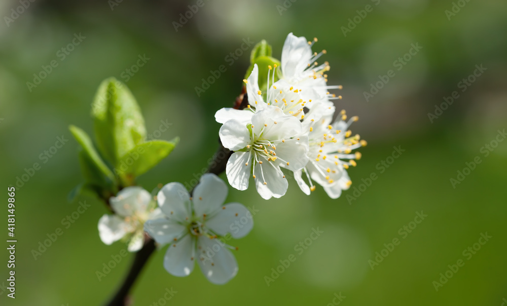 Brunch of blossoming spring tree Brunch of blossoming spring tree