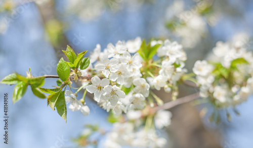 Brunch of blossoming spring tree © misu