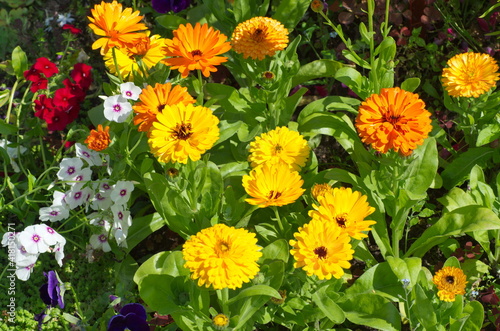 Colorful calendula (lat. Calendula officinalis) and annual phlox (lat. Phlox) bloom on a flower bed in the garden