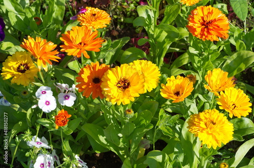 Blooming multicolored calendula (Lat. Calendula officinalis) on a flower bed in the garden