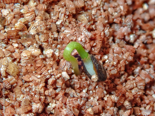 Macro of sprouting pine with seed coat adhering to needles on vermiculite background.