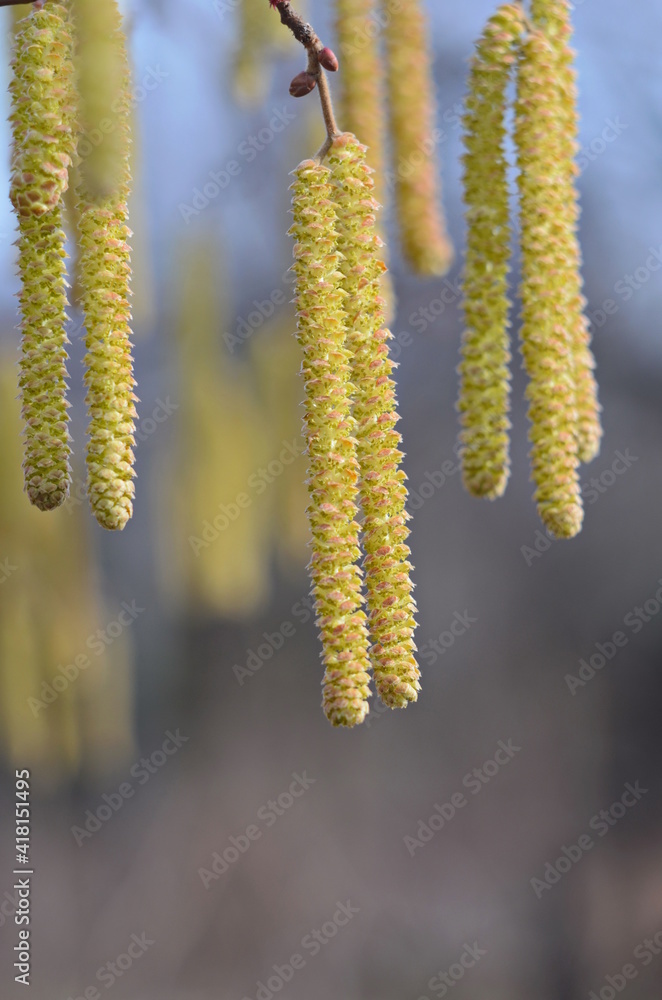 Naklejka premium Yellow flowering hazelnut catkins against blue sky. Blooming hazel tree in spring forest.