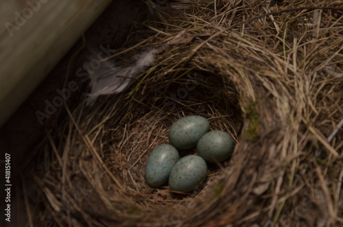 Black dog smelling bird`s nest with one light blue egg photo