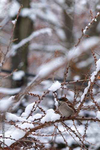 Male House sparrow, Passer domesticus, on a snow covered branch © Andrea Kuipers