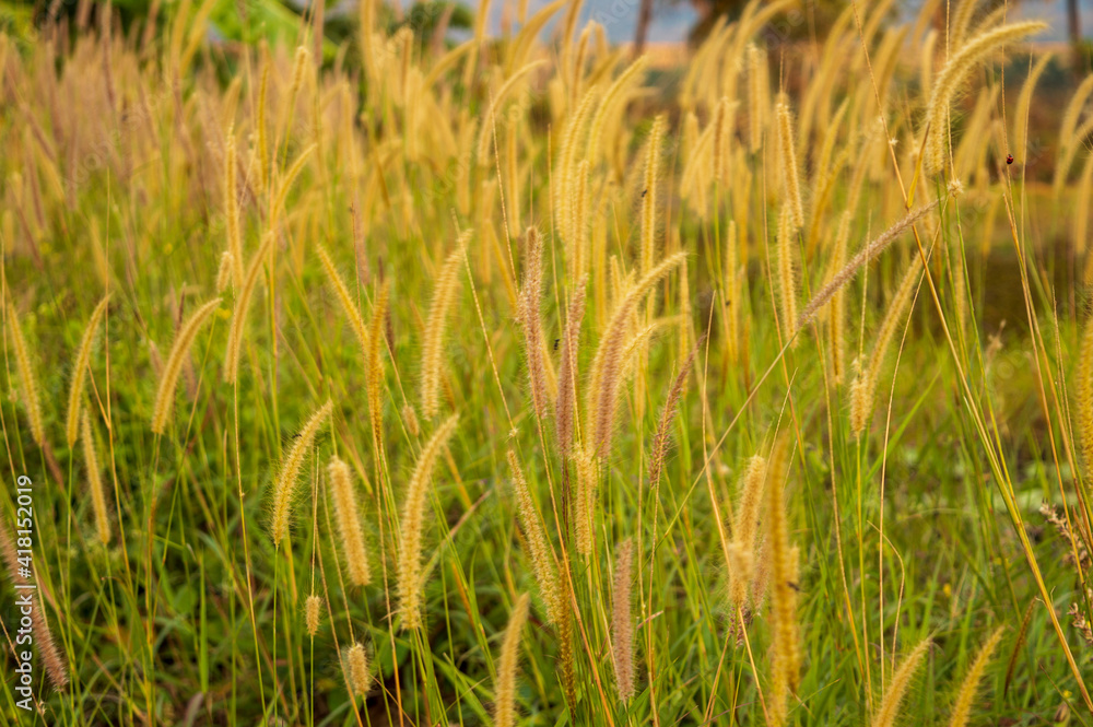 wild plant with brown long inflorescence in focus in india. Its like a meadow barley perennial bunchgrass.