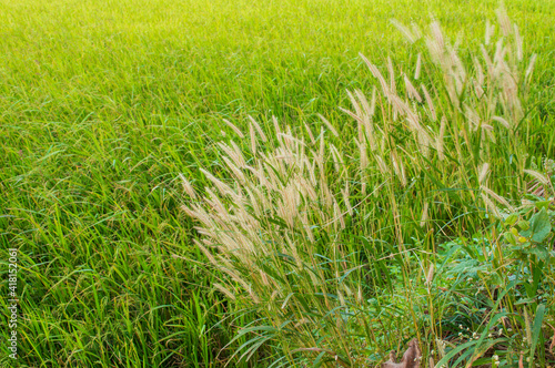 Wild plant with brown long inflorescence in focus in India. Its like a meadow barley perennial bunchgrass in the paddy field.