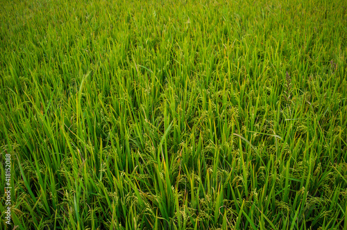 A rice paddy field is a flooded field of arable land used for growing semiaquatic crops, most rice. Paddy field makes beautiful texture pattern background.