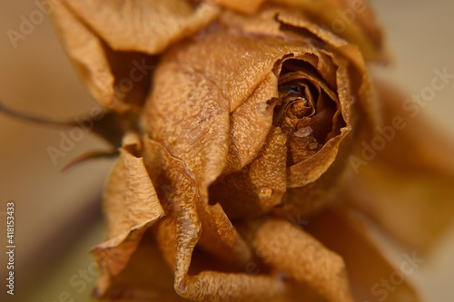 Fototapeta Naklejka Na Ścianę i Meble -  Zeszłoroczna róża