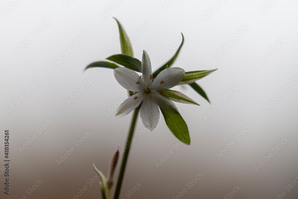 Flower of a Spider plant (Chlorophytum comosum). Flower of a Spider plant (Chlorophytum comosum).