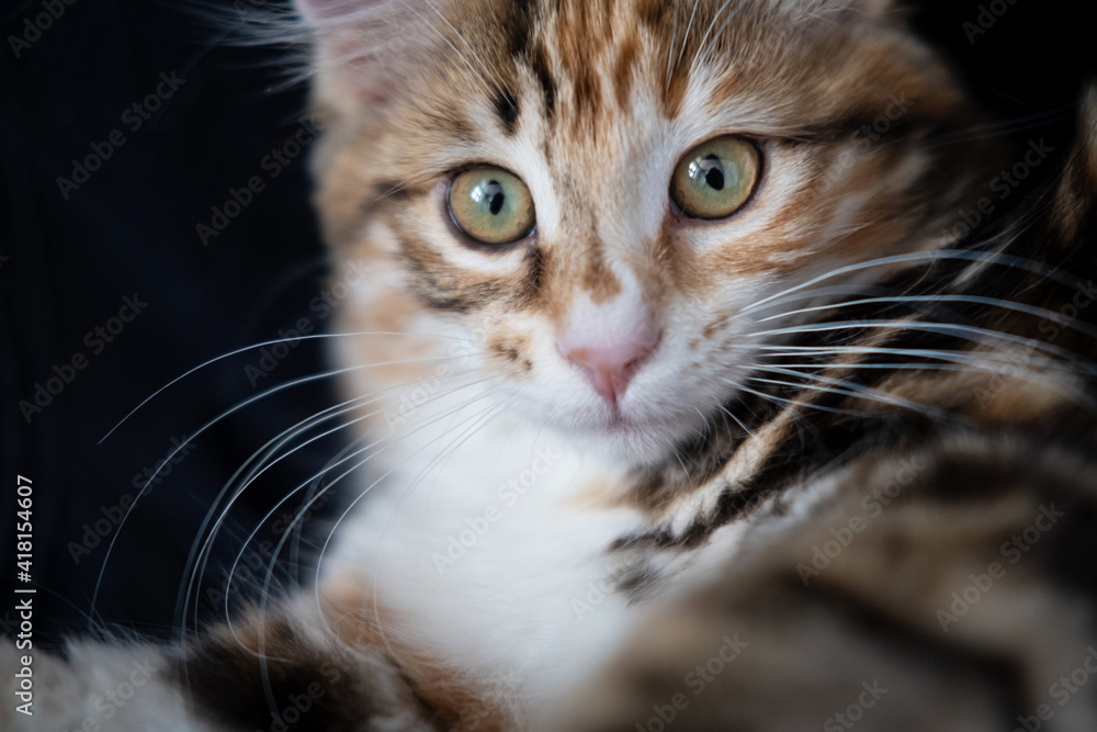  young kurilian bobtail kitten face looking at camera