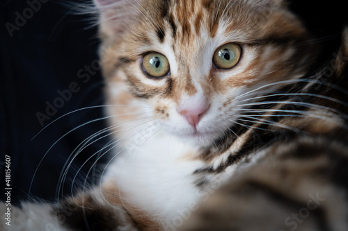  young kurilian bobtail kitten face looking at camera