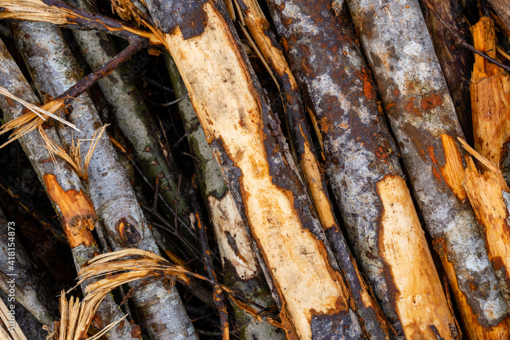 Close-up of a forest clearing with felled Close-up of a forest clearing with felled