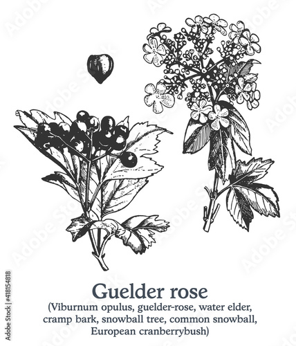 Guelder rose. Vector hand drawn plant. Vintage medicinal plant sketch.