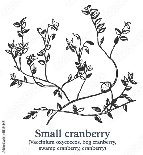 Small cranberry. Vector hand drawn plant. Vintage medicinal plant sketch.