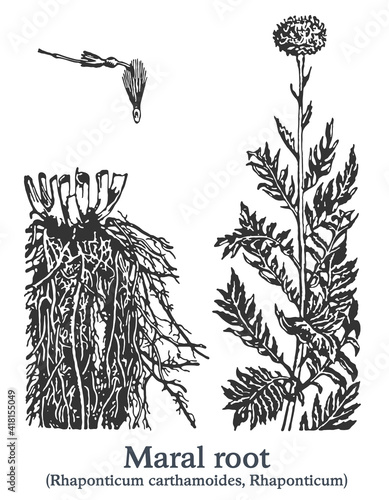 Maral root. Vector hand drawn plant. Vintage medicinal plant sketch.