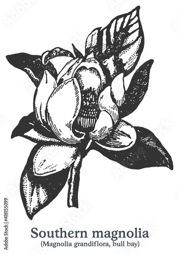Southern magnolia. Vector hand drawn plant. Vintage medicinal plant sketch.