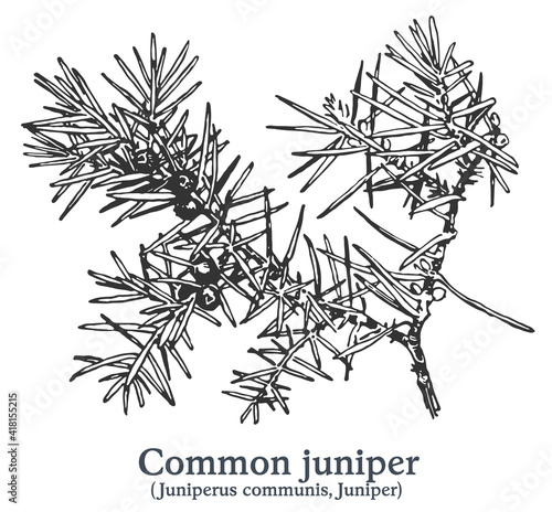 Common juniper. Vector hand drawn plant. Vintage medicinal plant sketch.