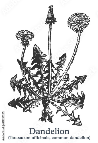 Dandelion. Vector hand drawn plant. Vintage medicinal plant sketch.