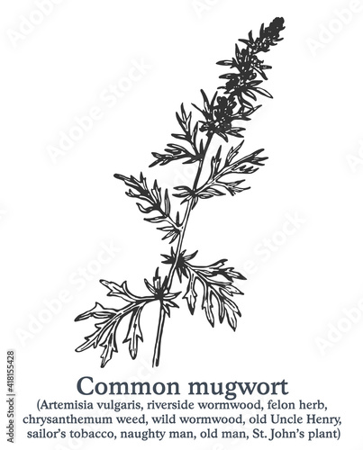 Common mugwort. Vector hand drawn plant. Vintage medicinal plant sketch.