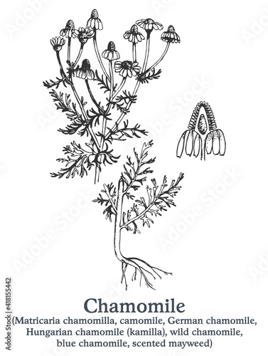 Chamomile. Vector hand drawn plant. Vintage medicinal plant sketch.