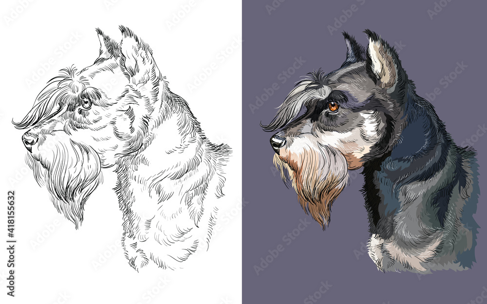 Realistic head of miniature schnauzer. Vector black and white and colorful isolated illustration of dog. For decoration, coloring book pages, design, prints, posters, postcards, stickers, tattoo. Stock Vector