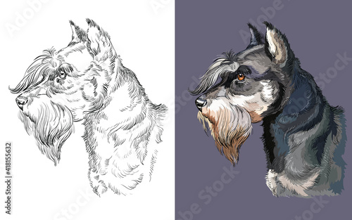 Realistic head of miniature schnauzer. Vector black and white and colorful isolated illustration of dog. For decoration, coloring book pages, design, prints, posters, postcards, stickers, tattoo.
