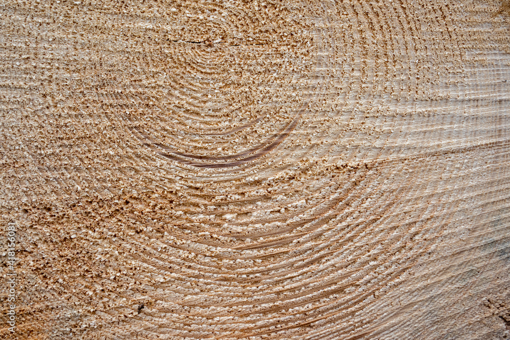 tree is sawn in half and you can see its structure and annual rings tree is sawn in half and you can see its structure and annual rings