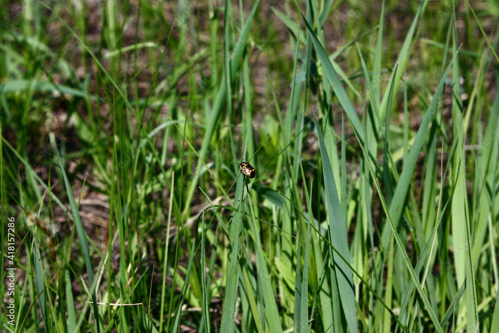 a green beetle sitting in the grass on a blade of grass