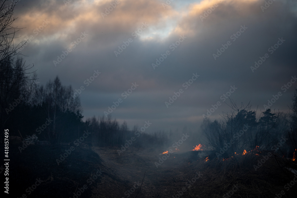 Dry grass burning in the forest and meadows, evening sunset, strong wind
