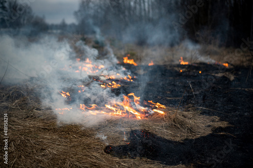Dry grass burning in the forest and meadows, evening sunset, strong wind 