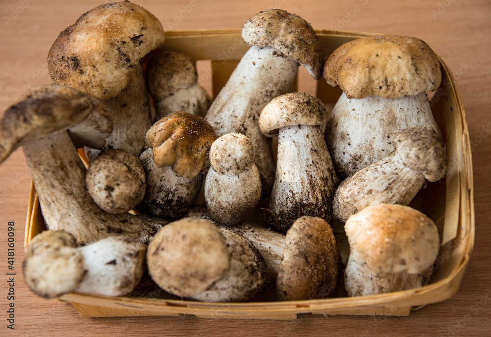 Fresh porcini mushrooms collected in the forest for cooking. Fresh porcini mushrooms collected in the forest for cooking.