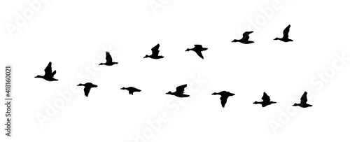 A ducks flying south. Vector illustration