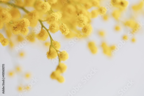 mimosa, mimosa flower on a white background, close-up, macro