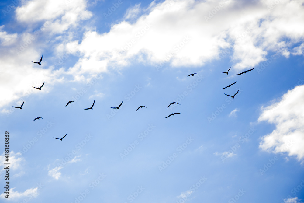Bird flying in the sky background, cloudy sky Bird flying in the sky background, cloudy sky